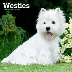 Westies Highland White Terriers - 2026 - 12x12 inch Calendar  - 2 In Stock