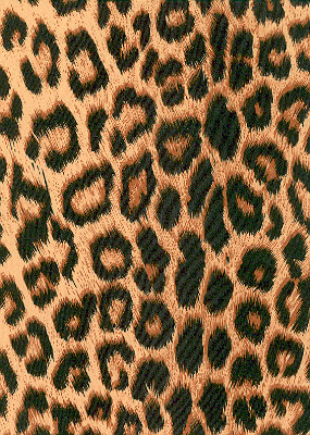 Giant Cougar Chiffon