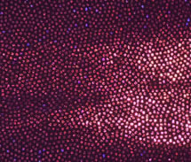 Micro Holo Dot Stretch Lite