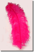 Ostrich Plumes 18 -22 inches