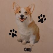 CORGI DOG BREEDS (FRONT PRINT)