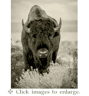 Bedrock Zinfandel 2024 'A Buffalo in Montana' California