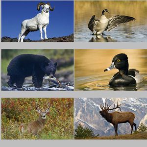 Wildlife Promotional Logo Calendars