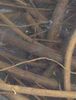 Devil's Shoe String Root C/S - 10 grams Devil's Shoe String Root C/S - 10 grams