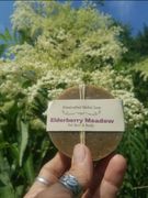 Elderberry Meadow with mint