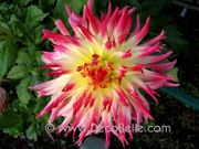 firecracker flower