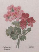 Pierre-Joseph Redoute - Geranium Variete