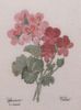 Pierre-Joseph Redoute - Geranium Variete Pierre-Joseph Redoute - Geranium Variete