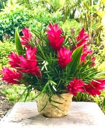 GINGERS BASKET / arranged