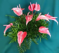 PinkHearts - arranged