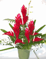 RED MELE / arranged