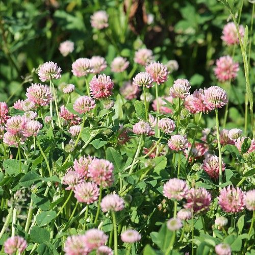 Alsike Clover Seeds