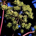Angelica Seeds