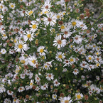 Aster Calico Seeds