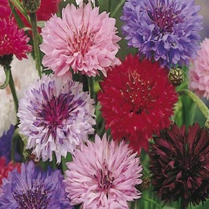Cornflower Multi Seeds