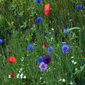 Cornflower Multi Seeds