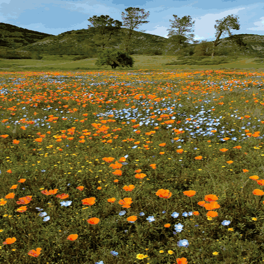 Deer Resistant Wildflower Seed Mix