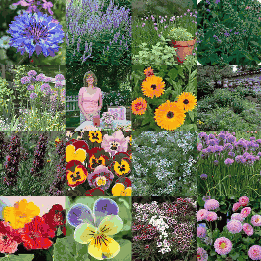 Incredible Edible Wildflower & Herb Seed Mix