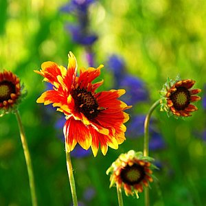 Spectacular Indian Blanket Flower Seeds Design Nature Spectacular Indian Blanket Flower Seeds Design Nature