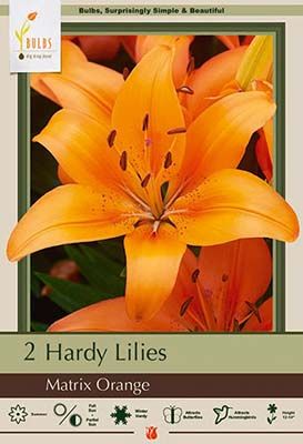 Asiatic Lily ‘Matrix Orange’