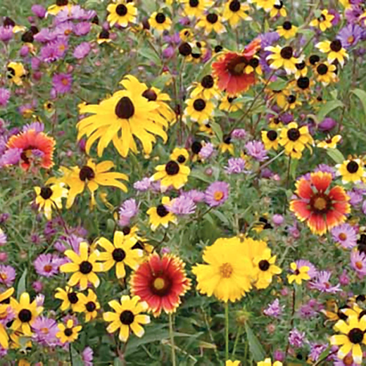 Northeast Native Wildflower Seed Mix