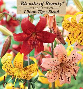 Tiger Lily 'Mix'