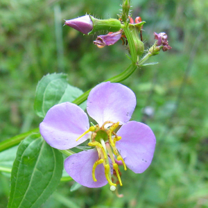 Meadow Beauty Seeds