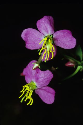 Meadow Beauty Seeds
