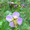 Meadow Beauty Seeds