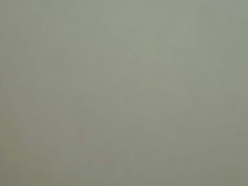 Dorr's White Wool