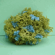 Click to enlarge