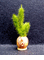 Cactus Plant