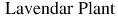  Lavendar Plant