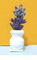  Lavendar Plant