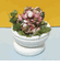 Pink & Mauve Flowers in Pot