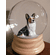 Corgi Snowglobe / Red Heart Glitterglobe