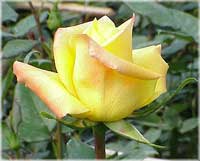 10% off Flowers