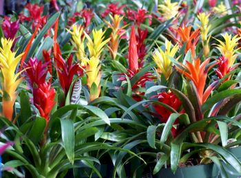 10in Bromeliad Garden