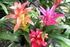 10in Bromeliad Garden