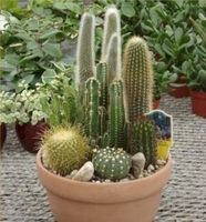 10in Clay Cactus Garden