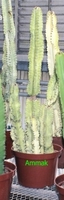 10in Euphorbia ammark
