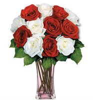 12 Red and White Long Stem Roses