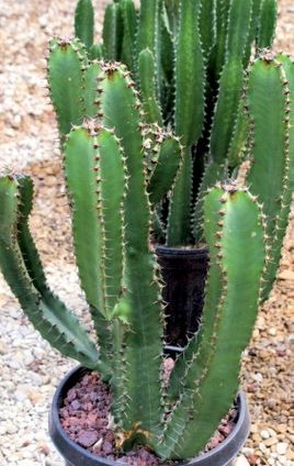 12in Euphorbia Chocolate Drop