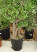 12in Jade Stump limited quantities