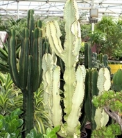 15 gallon Euphorbia Ammak