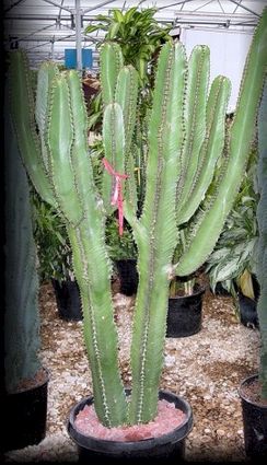 15 gallon Euphorbia Chocolate Drop