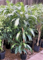 2 Gal Mass Cane 4' Hawaiian