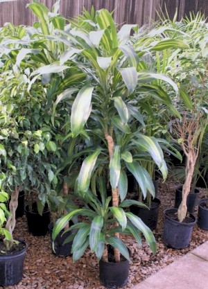 2 Gal Mass Cane 4' Hawaiian