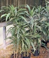 2 Gal Warneckii Cane 4