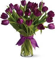 20 Purple Tulips